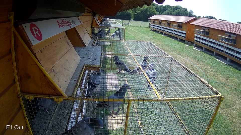 Pigeon Arrival Image For Race Race 3