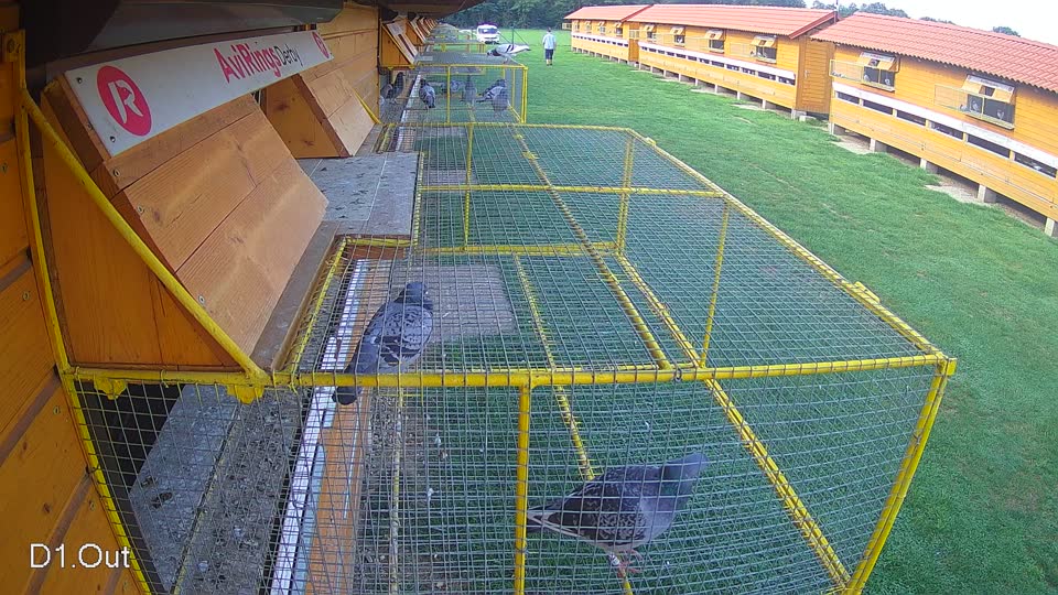 Pigeon Arrival Image For Race Final race 1