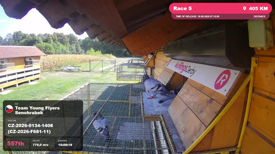 Pigeon Arrival Image For Race Race 5