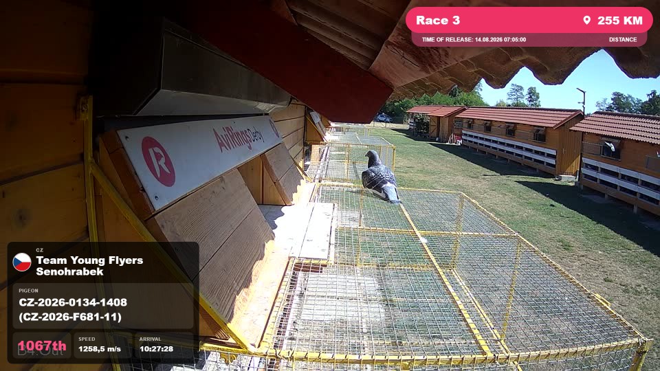 Pigeon Arrival Image For Race Race 3