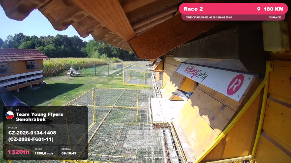 Pigeon Arrival Image For Race Race 2