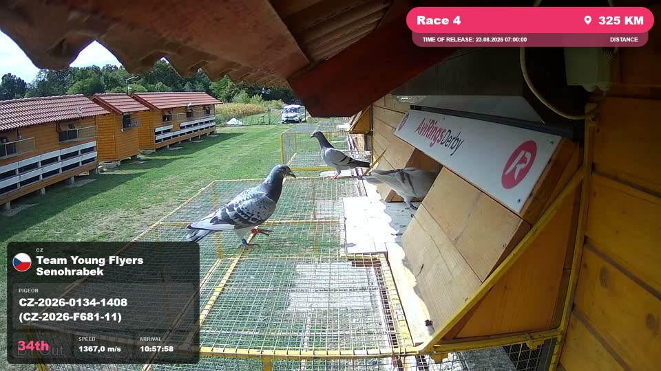 Pigeon Arrival Image For Race Race 4
