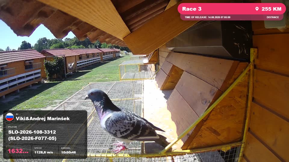 Pigeon Arrival Image For Race Race 3
