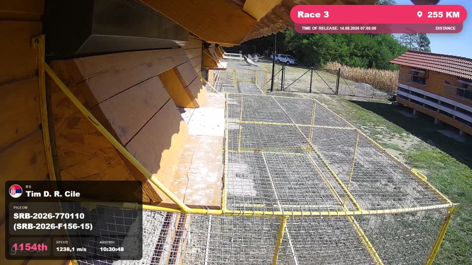 Pigeon Arrival Image For Race Race 3