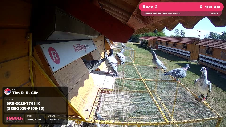 Pigeon Arrival Image For Race Race 2