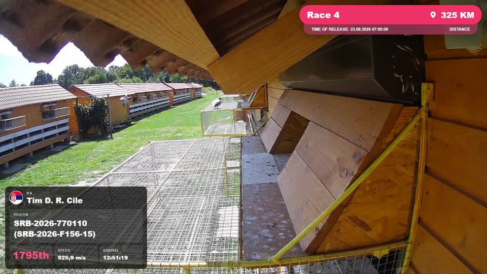 Pigeon Arrival Image For Race Race 4