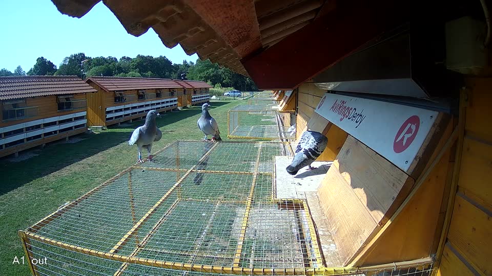 Pigeon Arrival Image For Race Race 1