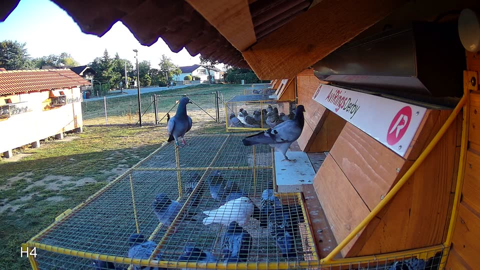 Pigeon Arrival Image For Race Race 3