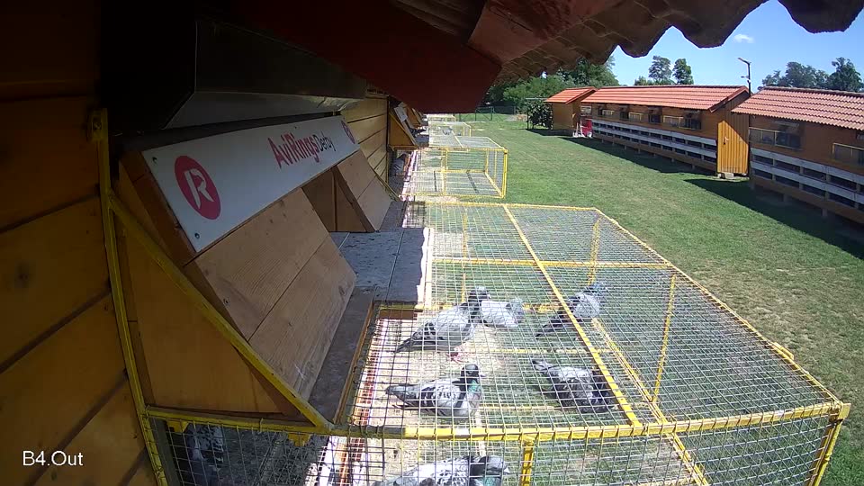 Pigeon Arrival Image For Race Race 2