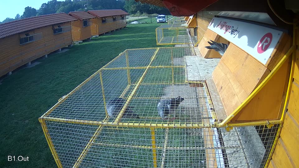 Pigeon Arrival Image For Race Final race 1