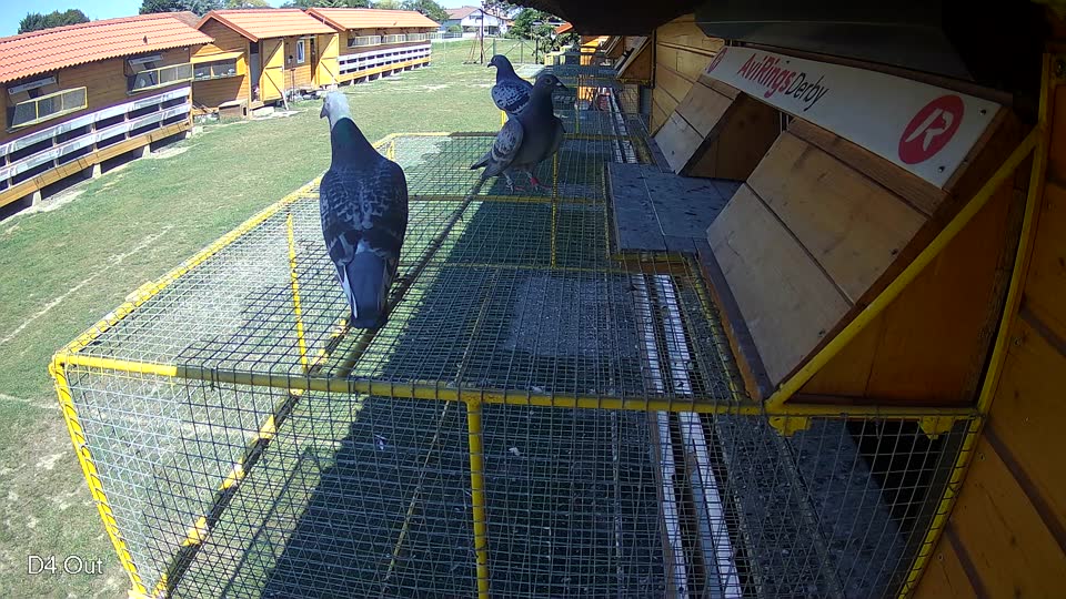 Pigeon Arrival Image For Race Race 5