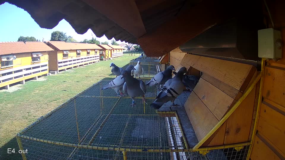 Pigeon Arrival Image For Race Race 2