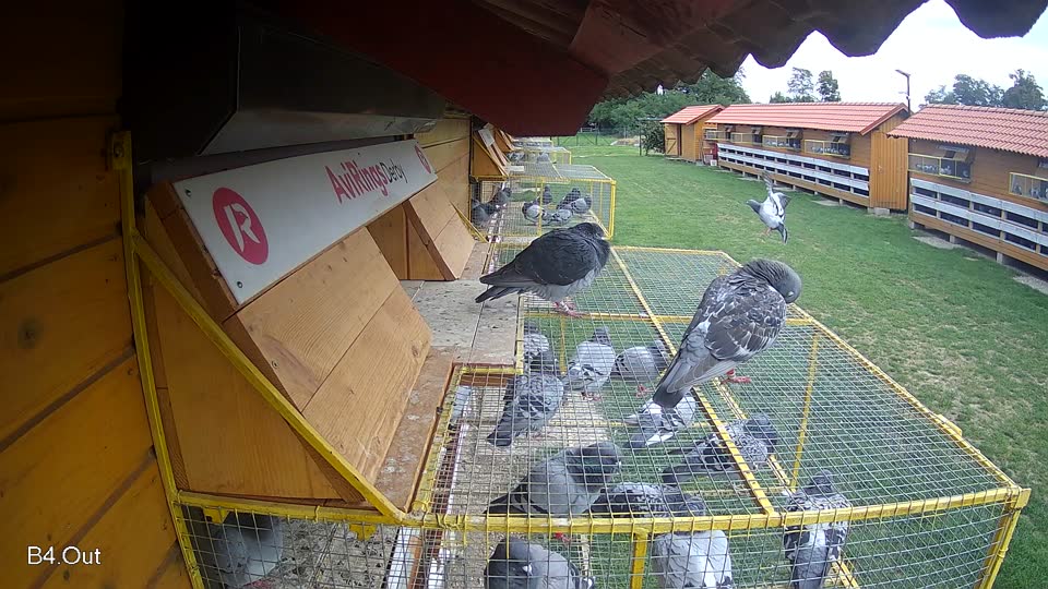 Pigeon Arrival Image For Race Race 6