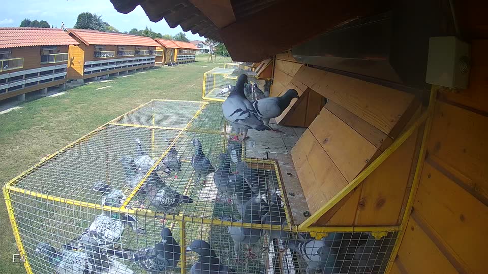 Pigeon Arrival Image For Race Race 4