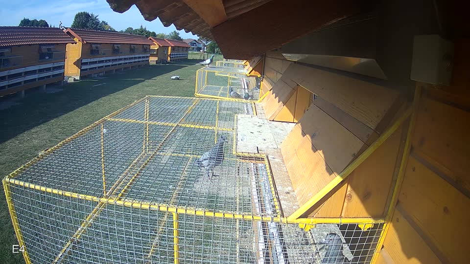 Pigeon Arrival Image For Race Race 5