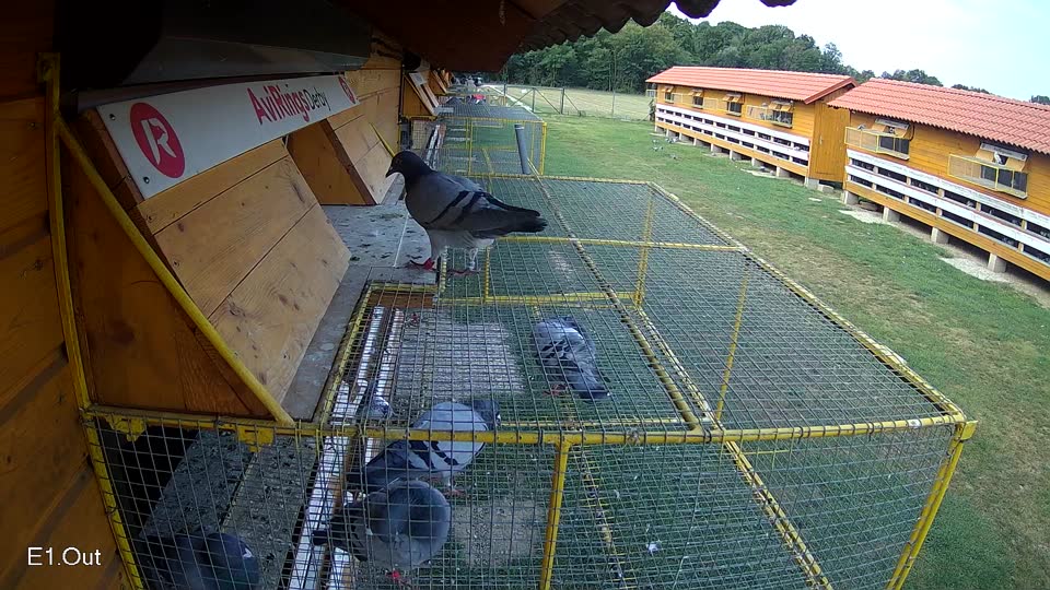 Pigeon Arrival Image For Race Race 4