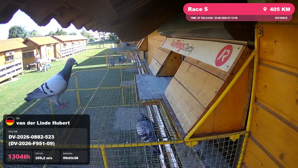 Pigeon Arrival Image For Race Race 5