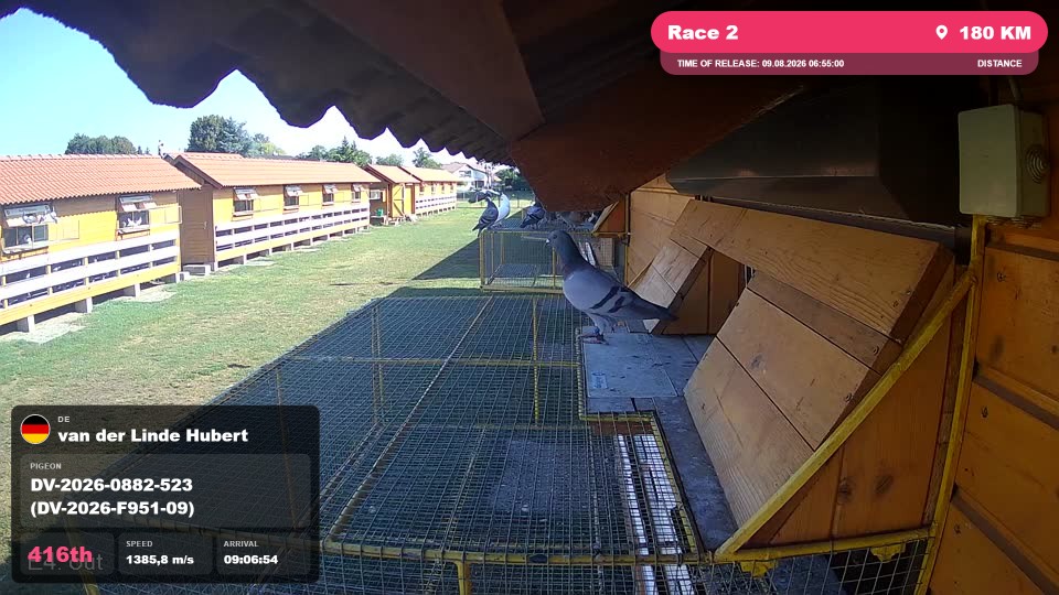 Pigeon Arrival Image For Race Race 2