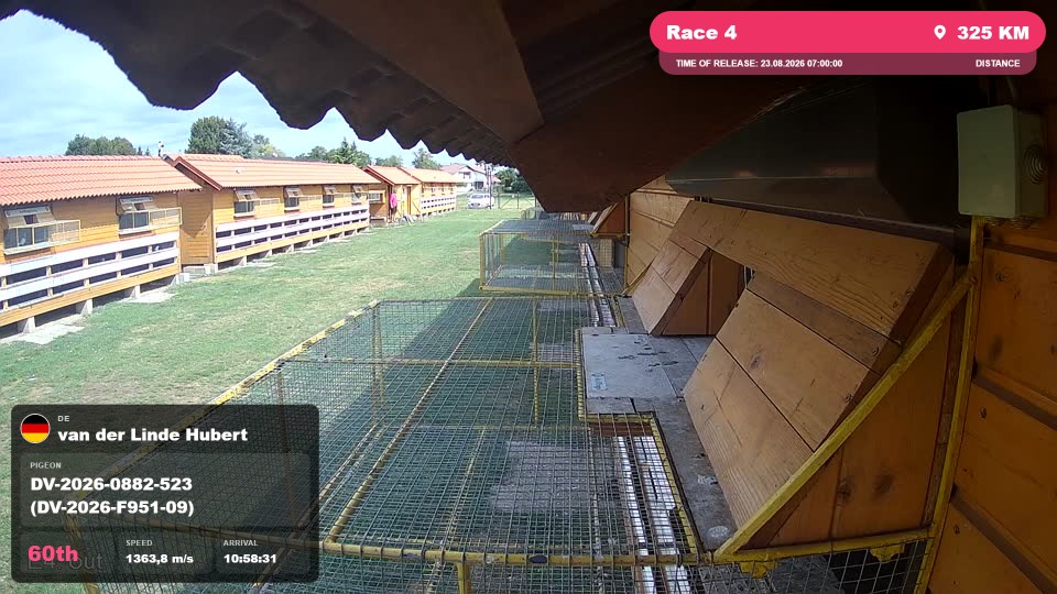 Pigeon Arrival Image For Race Race 4