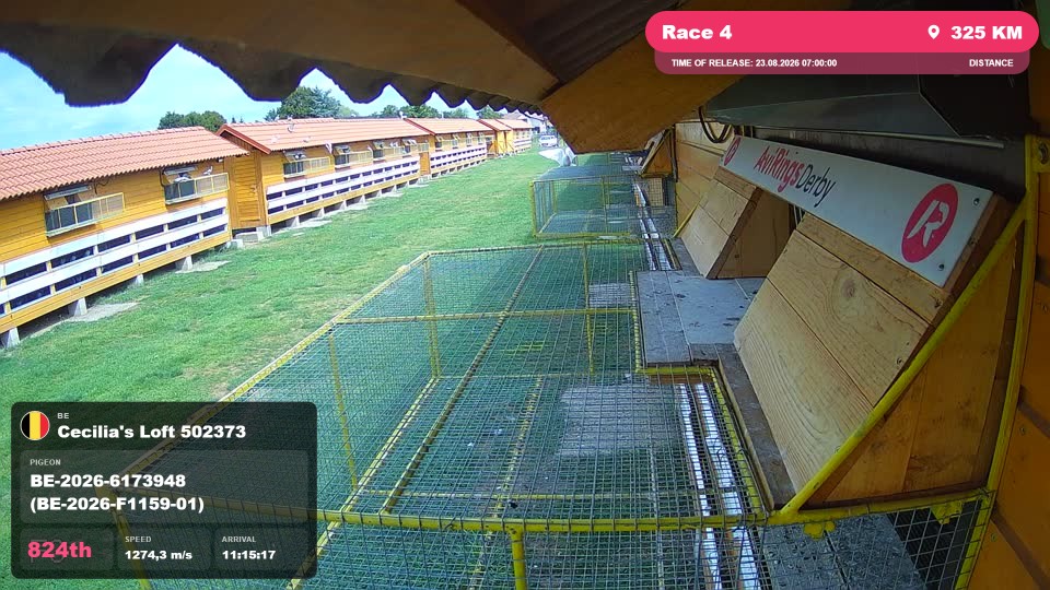 Pigeon Arrival Image For Race Race 4