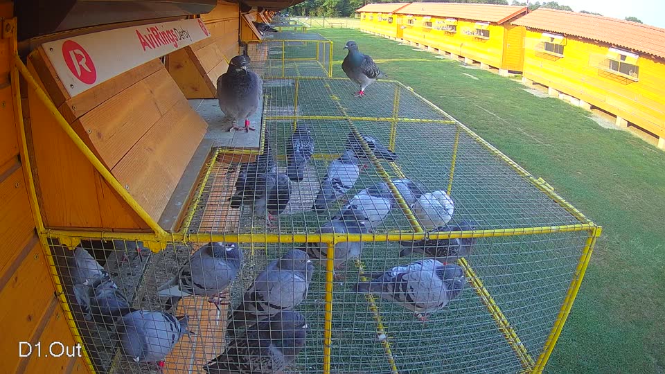 Pigeon Arrival Image For Race Race 4