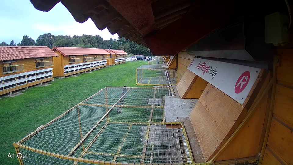 Pigeon Arrival Image For Race Final race 2