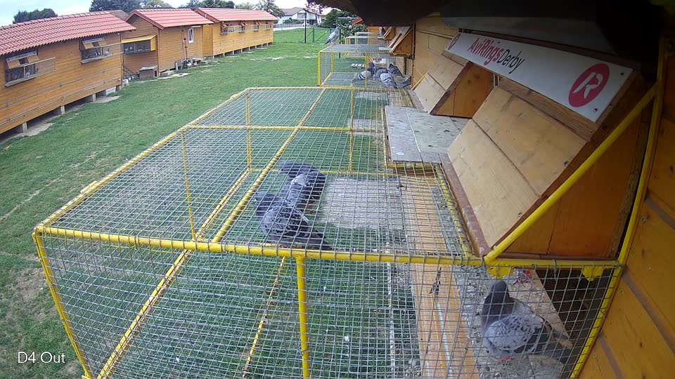 Pigeon Arrival Image For Race Race 6