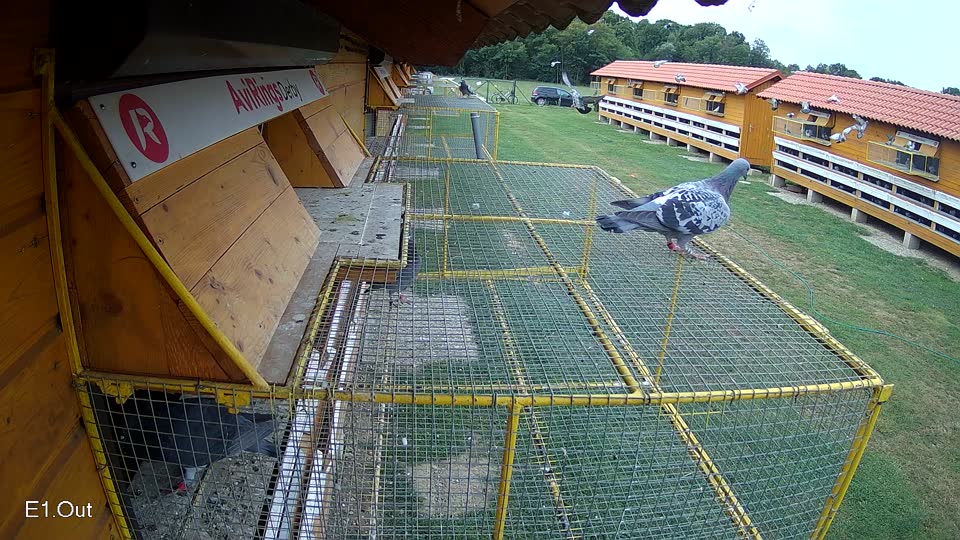 Pigeon Arrival Image For Race Race 3