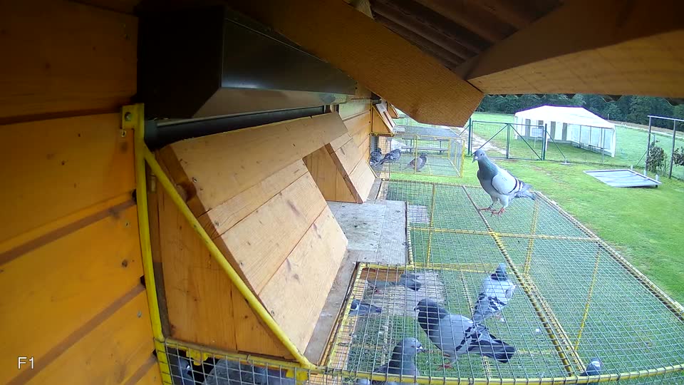 Pigeon Arrival Image For Race Final race 3