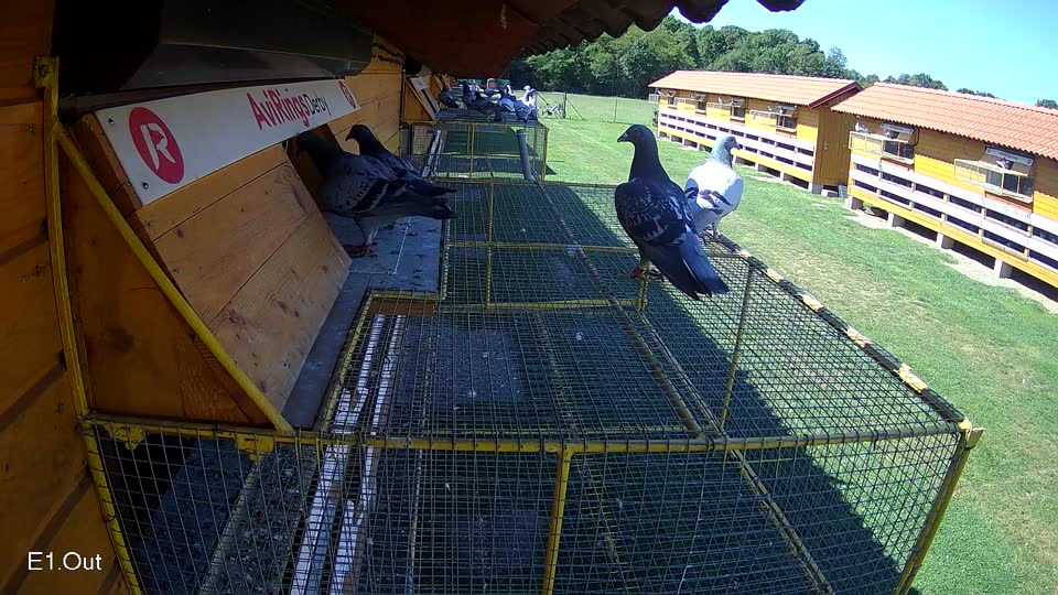 Pigeon Arrival Image For Race Race 2