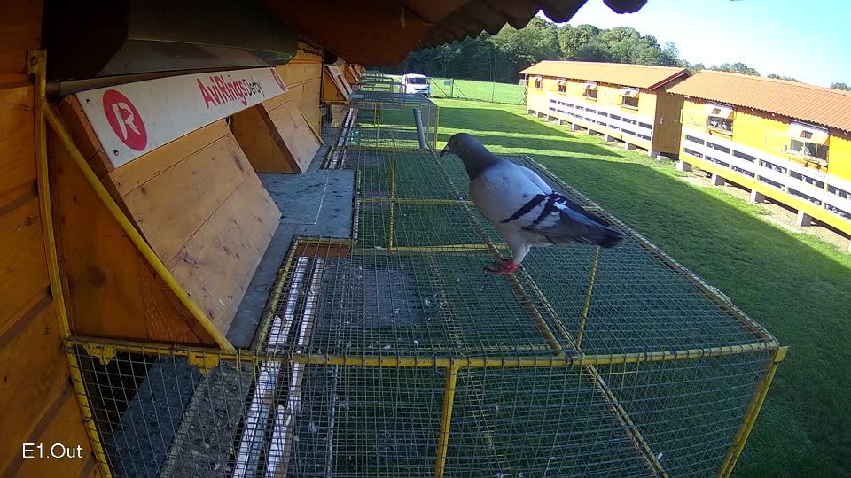 Pigeon Arrival Image For Race Final race 2