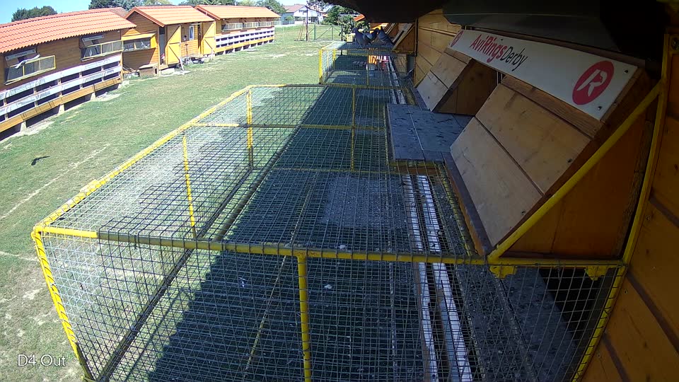 Pigeon Arrival Image For Race Race 5