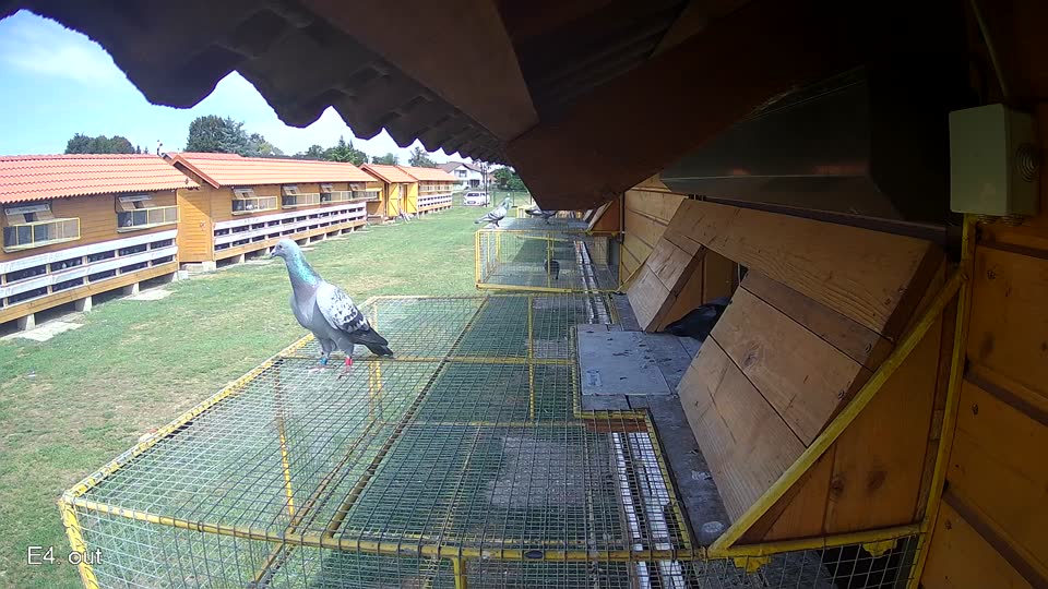 Pigeon Arrival Image For Race Race 4