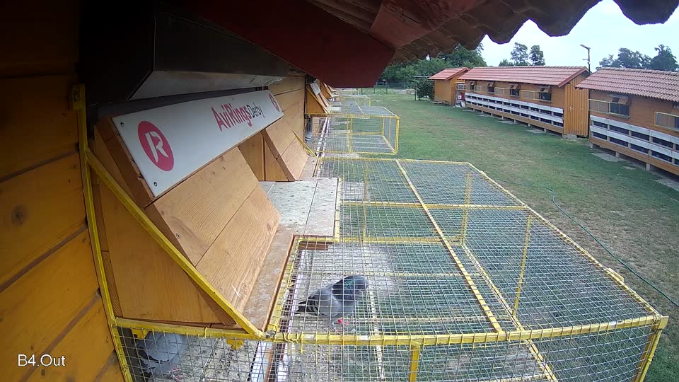 Pigeon Arrival Image For Race Race 3