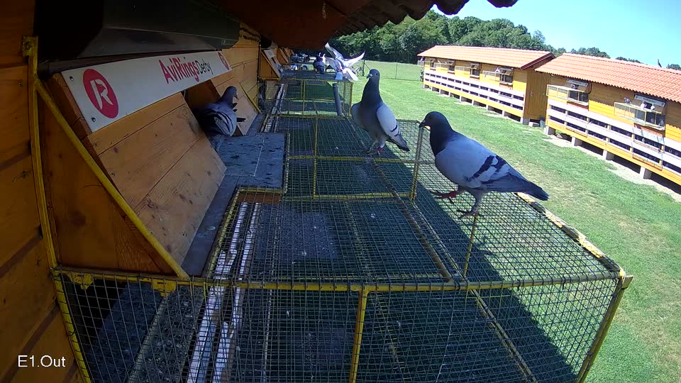 Pigeon Arrival Image For Race Race 2