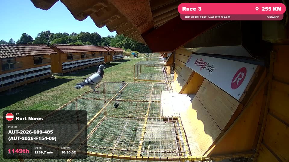 Pigeon Arrival Image For Race Race 3