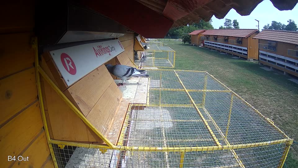 Pigeon Arrival Image For Race Race 4