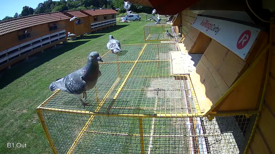 Pigeon Arrival Image For Race Race 2