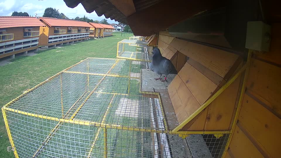 Pigeon Arrival Image For Race Race 6