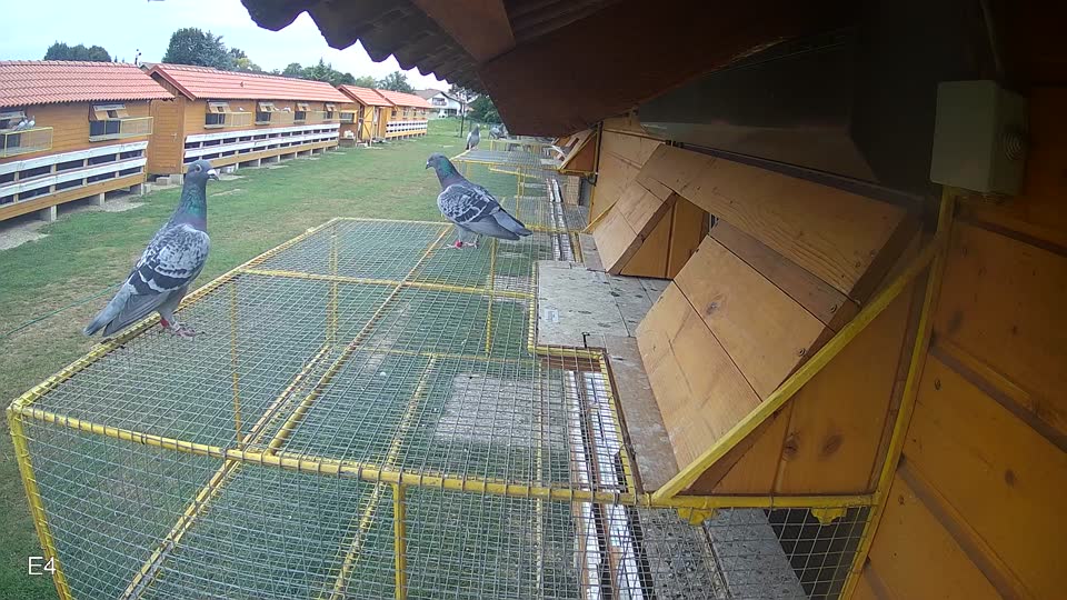 Pigeon Arrival Image For Race Race 3