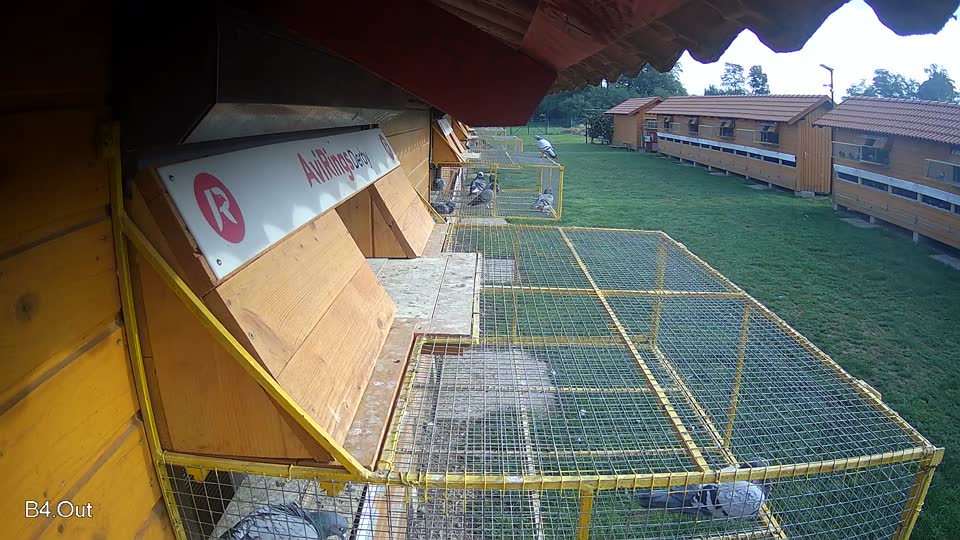 Pigeon Arrival Image For Race Final race 1