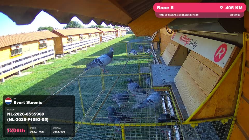 Pigeon Arrival Image For Race Race 5
