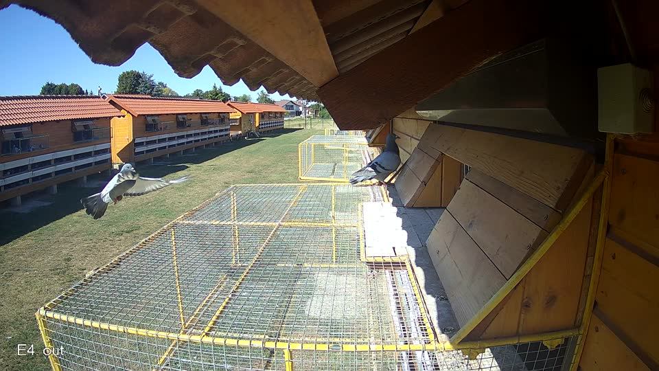 Pigeon Arrival Image For Race Race 3
