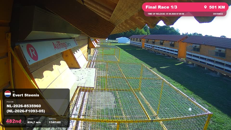 Pigeon Arrival Image For Race Final Race 1/3