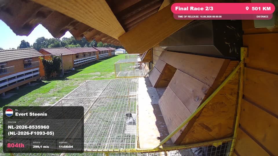 Pigeon Arrival Image For Race Final Race 2/3