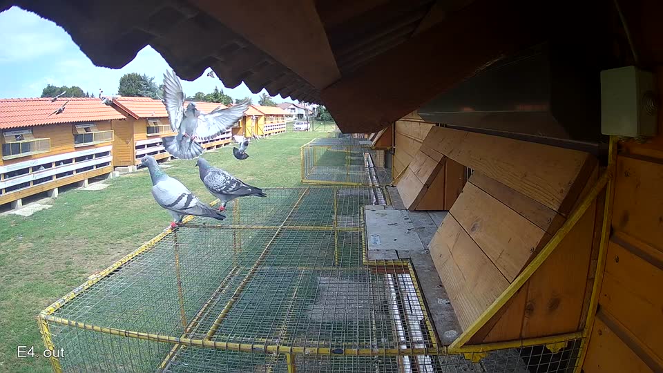 Pigeon Arrival Image For Race Race 4
