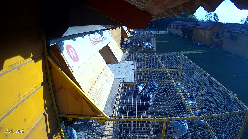 Pigeon Arrival Image For Race Race 5