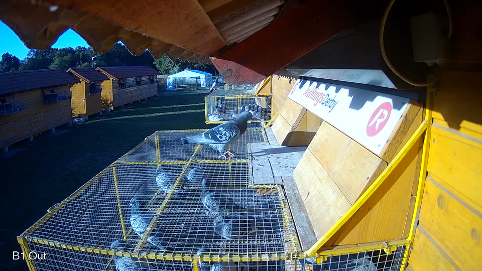 Pigeon Arrival Image For Race Final Race 1/3