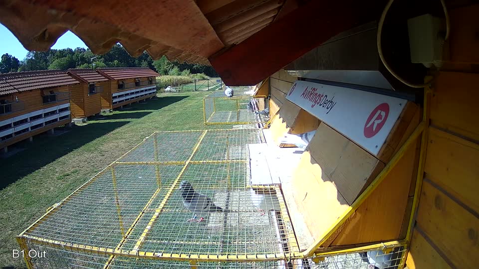 Pigeon Arrival Image For Race Race 2