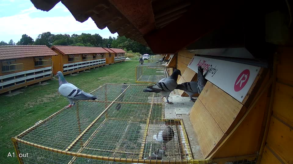 Pigeon Arrival Image For Race Race 4